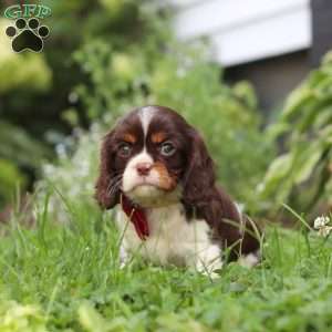 Rocco, Cavalier King Charles Spaniel Puppy